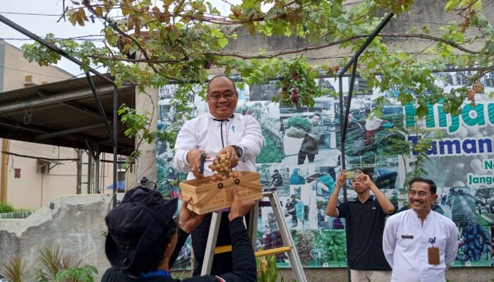 Camat Pasar Kemis Panen Anggur Varietas Impor Terobosan Komunitas ASPAI