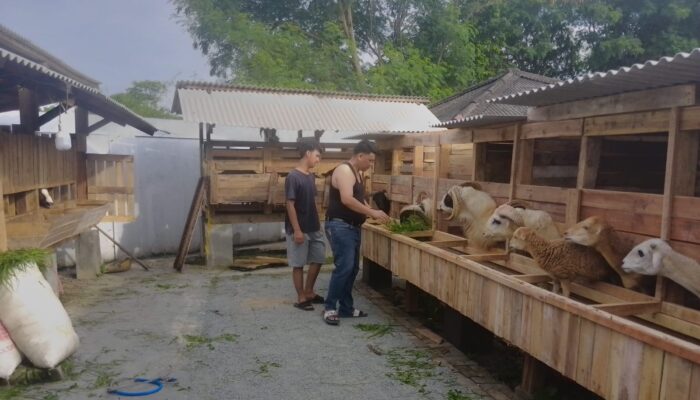 Budidaya Kambing Solusi Ketahanan Pangan, Pemerintah Diminta Buka Ruang Pasar Hewan