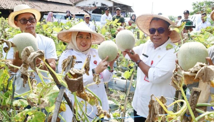 Wabup Intan Panen Hortikultura Buah Melon di Kaliasin Sukamulya