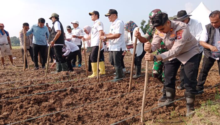 Dukung Ketahanan Pangan Nasional, Polsek Cisoka Bersama Forkopimcam dan Para Kades Tanam Jagung Serentak