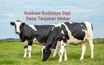 Kades Tanjakan Mekar Ngaku Sudah Realisasikan Budidaya Sapi, Namun UTI Enggan Merinci