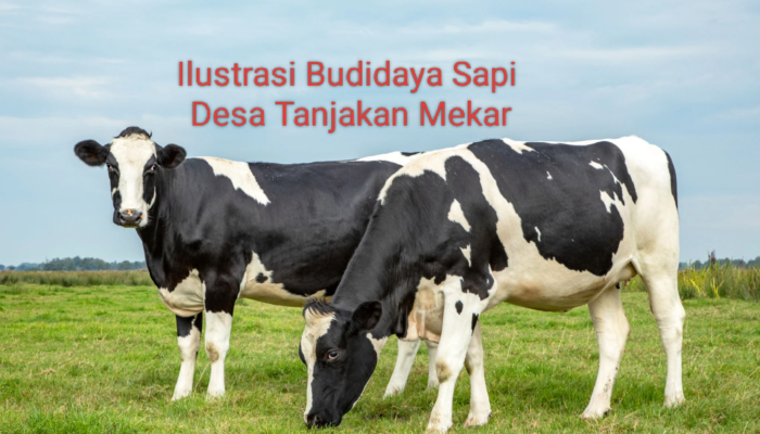 Kades Tanjakan Mekar Ngaku Sudah Realisasikan Budidaya Sapi, Namun UTI Enggan Merinci